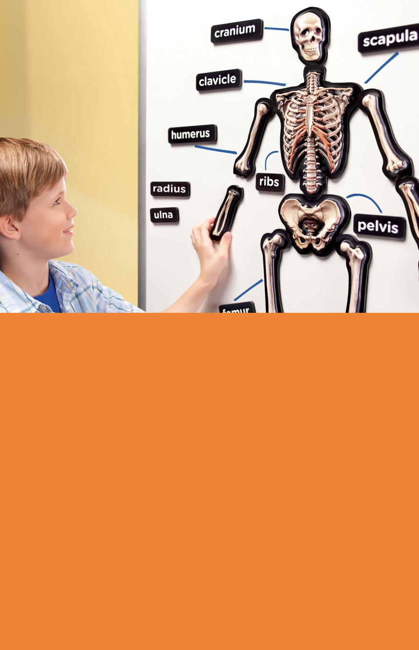 The Human Body
